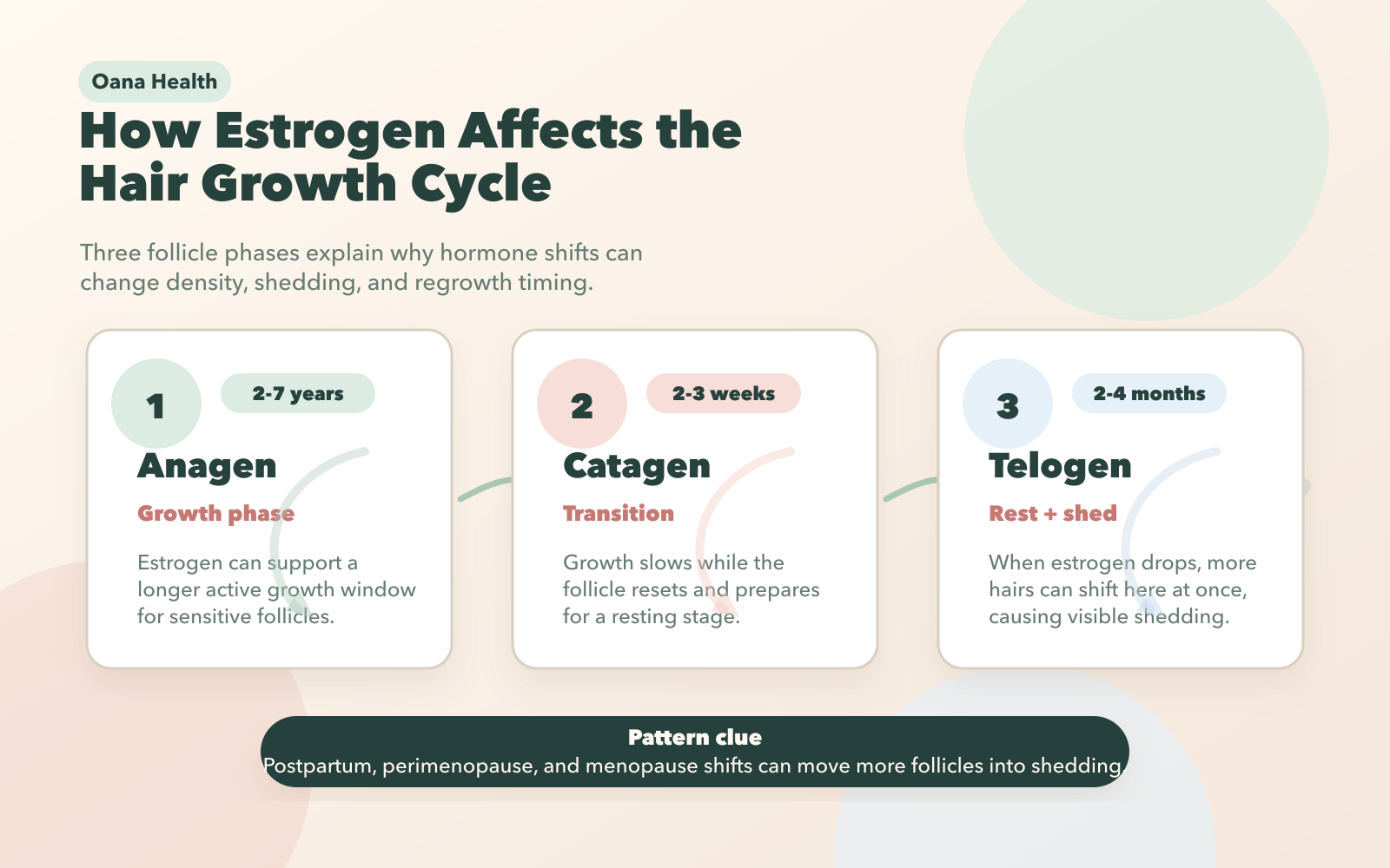 How Estrogen Affects the Hair Growth Cycle: 3 Phases Explained