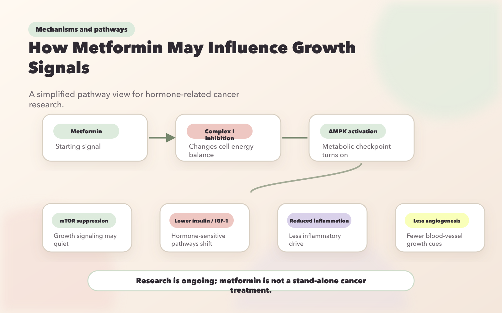 How Metformin Works Against Hormone-Related Cancers: Mechanisms and Pathways